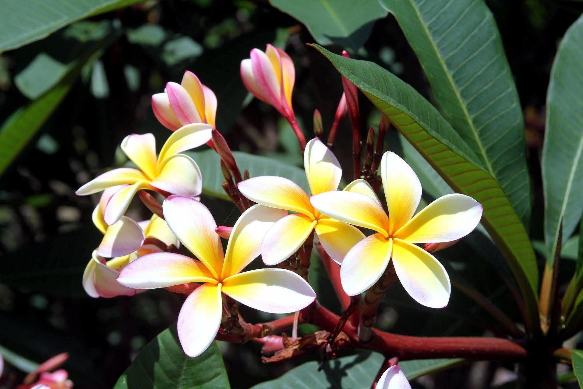 Phoenix Eumundi Luaran gambar